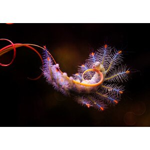 Umělecká fotografie Acrobatic Caterpillar, Abdul Gapur Dayak, (40 x 26.7 cm)