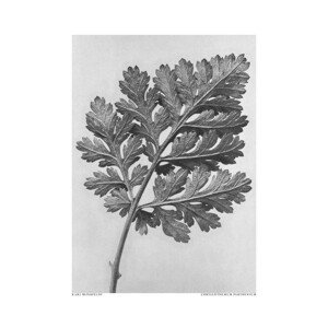Ilustrace Chrysanthemum parthenium, Studio Collection, (30 x 40 cm)