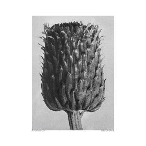 Ilustrace Cirsium Canum (Thistle), Studio Collection, (30 x 40 cm)