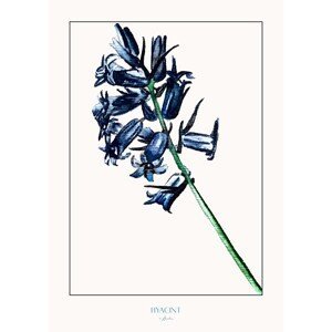 Ilustrace Hyacint, Annika John, (30 x 40 cm)
