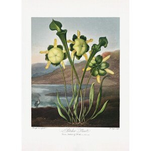 Ilustrace Pitcher Plant from The Temple of Flora (1807), Studio Collection, (30 x 40 cm)