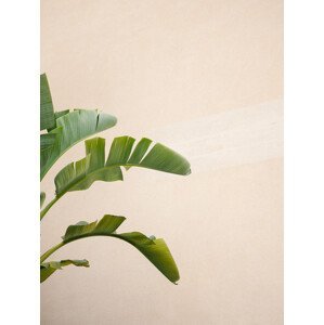 Umělecká fotografie Cannes Banana Plant, Raisa Zwart, (30 x 40 cm)