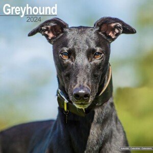Kalendář 2024 Greyhound
