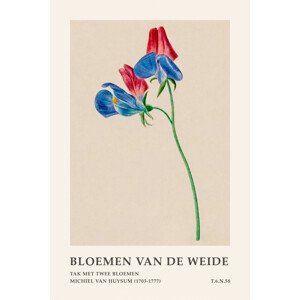 Ilustrace Blue & Red Floral (Meadow Flowers) - Michiel van Huysum, (26.7 x 40 cm)