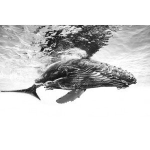 Umělecká fotografie Humpback whale calf, Barathieu Gabriel, (40 x 26.7 cm)