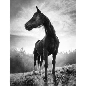 Umělecká fotografie Backlight horse, Alessandro Accordini, (30 x 40 cm)