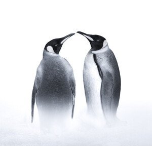 Umělecká fotografie we are King penguin, Judy, (40 x 35 cm)