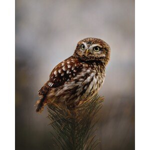 Umělecká fotografie Morning with owl, Michaela Firesova, (30 x 40 cm)