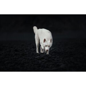 Umělecká fotografie Dogs of Iceland, Ve Shandor, (40 x 26.7 cm)