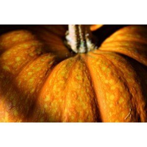 Umělecká fotografie Pumpkin Skin Texture, Nicholas Kostin, (40 x 26.7 cm)