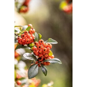 Umělecká fotografie Bunch of rowan berries on a tree in late summer., SimpleImages, (26.7 x 40 cm)