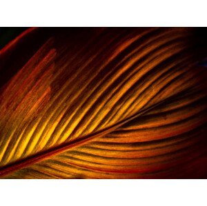 Umělecká fotografie A Close Up Image of a Vibrant Coloured Leaf of Canna Plant, Nancybelle Gonzaga Villarroya, (40 x 30 cm)