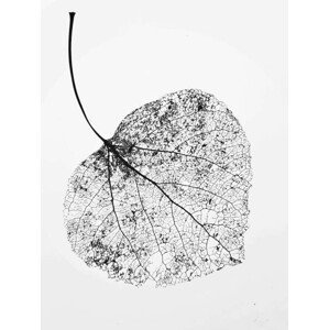 Ilustrace leaf skeleton, Denise Taylor, (30 x 40 cm)