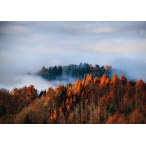 Umělecká fotografie Autumn forest in the fog, Uetliberg, Switzerland, svjetlana, (40 x 30 cm)