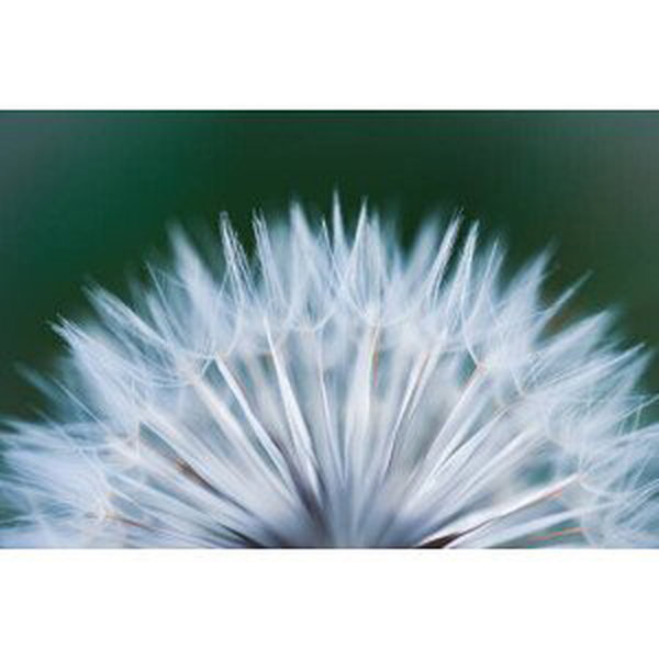 Umělecká fotografie Close up shot of dandelion flower, rushay booysen, (40 x 26.7 cm)