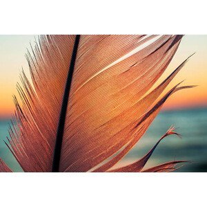 Umělecká fotografie Bird feather on sunset background, katkov, (40 x 26.7 cm)