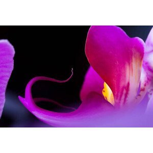 Umělecká fotografie Orchid (Phalaenopsis ), adamkaz, (40 x 26.7 cm)