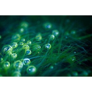 Umělecká fotografie Sea Bubbles, stealasecond, (40 x 26.7 cm)