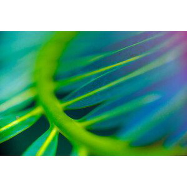 Umělecká fotografie Abstract Beautiful tropical green foliage focuses, Surasak Suwanmake, (40 x 26.7 cm)