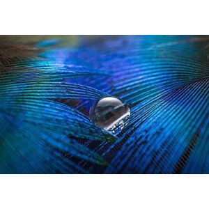 Umělecká fotografie Water Drop on Feather, MirageC, (40 x 26.7 cm)