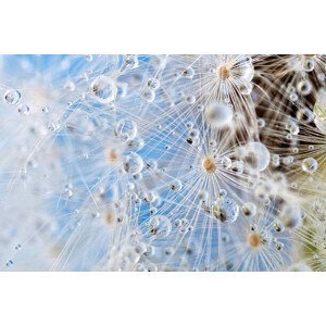 Umělecká fotografie Dandelion and dew drops - Abstract, Kerrick, (40 x 26.7 cm)