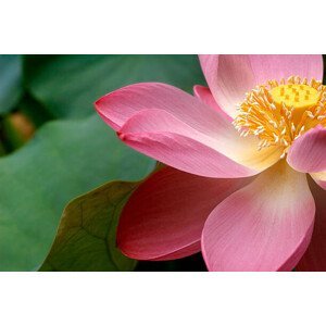 Umělecká fotografie A close up of a Macro Lotus flower, burwellphotography, (40 x 26.7 cm)