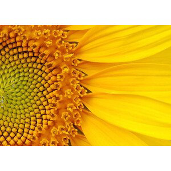 Umělecká fotografie Closeup of a section of a sunflower, Salma_lx, (40 x 30 cm)