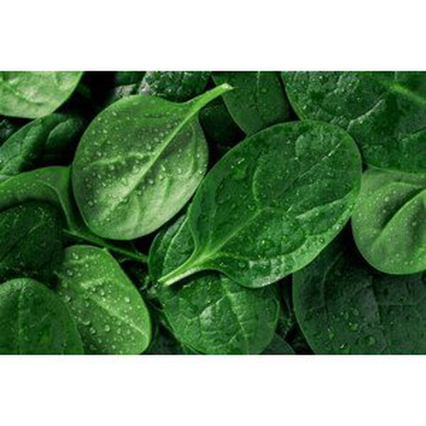 Umělecká fotografie Macro photography of fresh spinach. Concept, Edalin, (40 x 26.7 cm)
