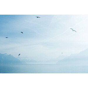 Umělecká fotografie Switzerland, gulls flying over Lake Geneva, ZenShui/Matthieu Spohn, (40 x 26.7 cm)