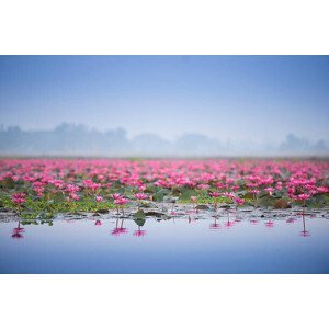 Umělecká fotografie Sea of pink lotus., thekob, (40 x 26.7 cm)