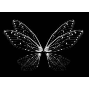 Umělecká fotografie Insect cicada wing isolated on white background, anatchant, (40 x 30 cm)