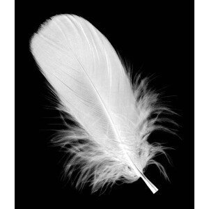 Umělecká fotografie White feather isolated on black background, hudiemm, (35 x 40 cm)