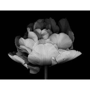 Umělecká fotografie XXXL: Monocrhome Double Tulip, OGphoto, (40 x 30 cm)
