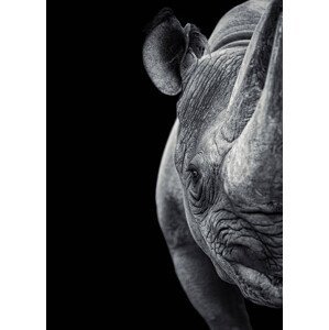 Umělecká fotografie Rhinoceros, Sigarru, (30 x 40 cm)