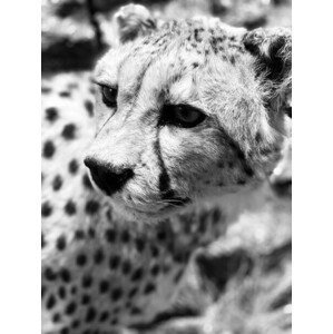 Umělecká fotografie Cheetah, Leonardo Monteverde, (30 x 40 cm)