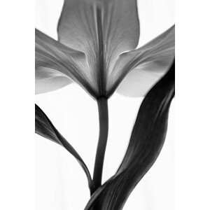 Umělecká fotografie monochrome lily, letty17, (26.7 x 40 cm)