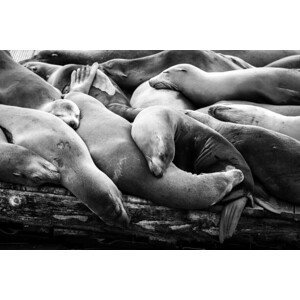 Umělecká fotografie Multiple sleeping sea lions on a, Sherrodphoto, (40 x 26.7 cm)
