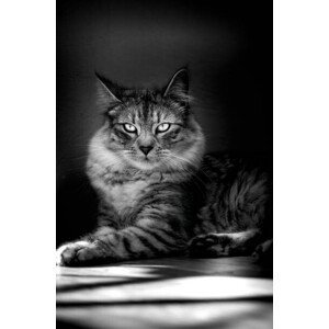 Umělecká fotografie Close-up portrait of cat sitting on floor, Mariusz Chlebowicz / 500px, (26.7 x 40 cm)