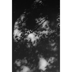 Umělecká fotografie Shadows of tree branches on a white wall, Jessica Aranda, (26.7 x 40 cm)