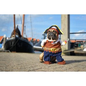 Umělecká fotografie Funny brown French Bulldog dog, Firn, (40 x 26.7 cm)