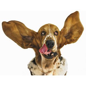 Umělecká fotografie Basset hound with ears flying, Gandee Vasan, (40 x 30 cm)