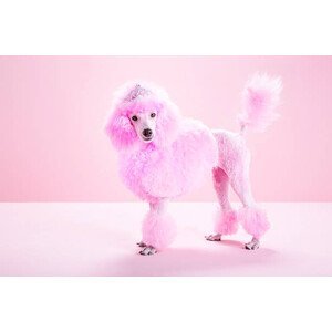 Umělecká fotografie Miniature Pink poodle, pink poodle,studio, JW LTD, (40 x 26.7 cm)