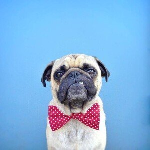 Umělecká fotografie Portrait of a Pug dog wearing bow tie, jermzlee, (40 x 40 cm)