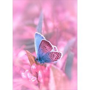 Umělecká fotografie Butterfly sitting on flower, Tatiana  Krylova, (30 x 40 cm)