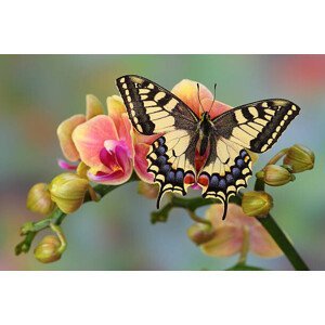 Umělecká fotografie Old World Swallowtail Butterfly, Papilio machaon, Darrell Gulin, (40 x 26.7 cm)