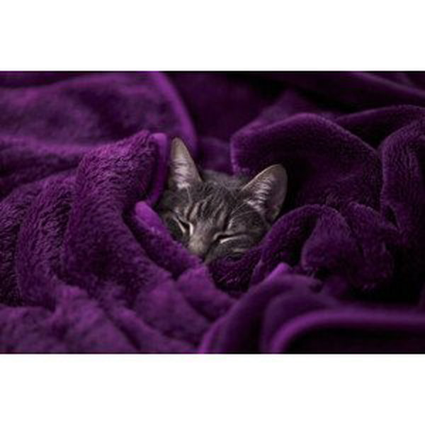 Umělecká fotografie Tabby cat sleeping wrapped on blanket, Daniel Lozano Gonzalez, (40 x 26.7 cm)