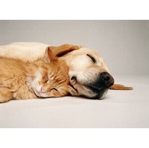 Umělecká fotografie CAT AND DOG TOGETHER, GK Hart/Vikki Hart, (40 x 30 cm)