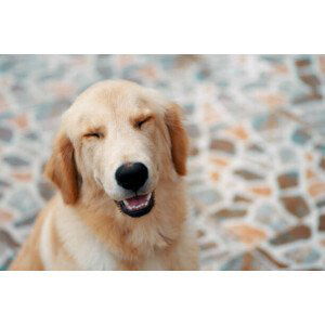 Umělecká fotografie A smiley face of golden retriever, Krit of Studio OMG, (40 x 26.7 cm)