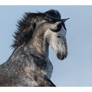 Umělecká fotografie Dapple-grey Spanish horse - portrait in motion, Abramova_Kseniya, (40 x 35 cm)