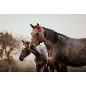 Umělecká fotografie Fohlen mit Mutter Stute Pferde Quarter Horse, Tabitha Roth, (40 x 26.7 cm)